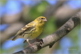 <p>ZVONOHLÍK ZAHRADNÍ - sameček (Serinus serinus) ----- /European serin - Girlitz/</p>